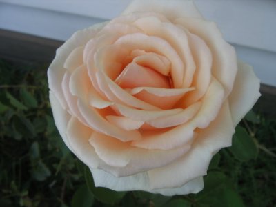 23 february beautiful rose