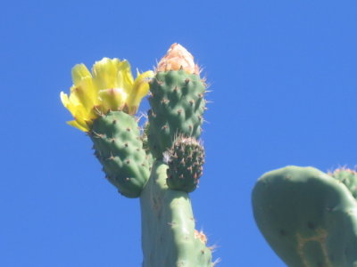 14 march Cactus flowers