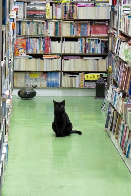 Cats in Bookshop