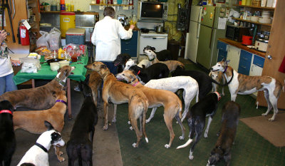 Can_You_Find_19_Greyhounds.jpg