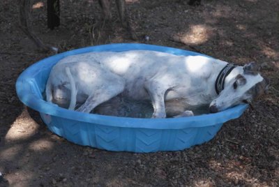 Staying-cool.jpg