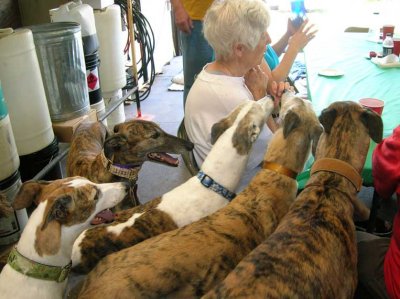 Heartland Greyhound Circle of Friends May 2010 Gathering