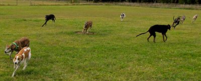 run.jpg