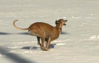 Kangaroo-Imitation.jpg