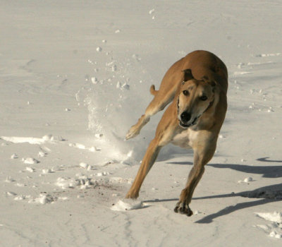 Kicking-Up-The-Snow.jpg