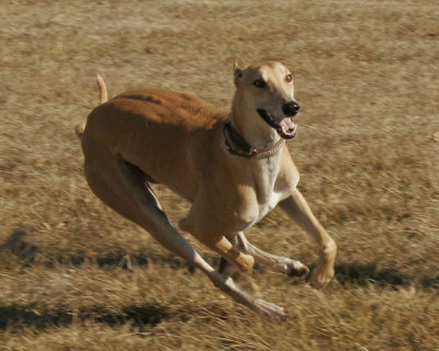running.jpg