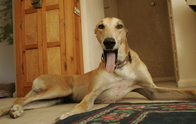 Yawn.jpg