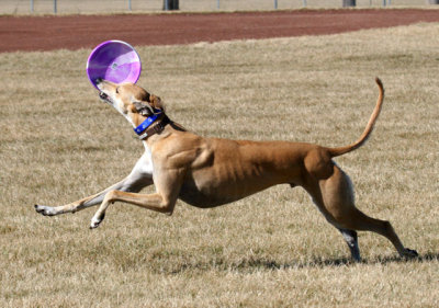 RunWithTheFrisbee.jpg