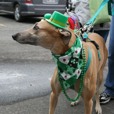 Heartland Greyhounds Circle of Friends