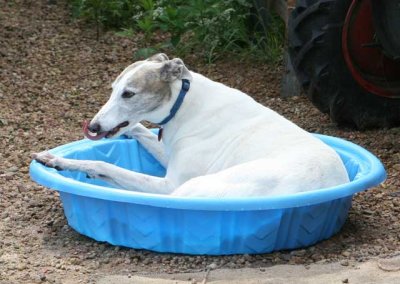 Gogointhewaterbowl.jpg