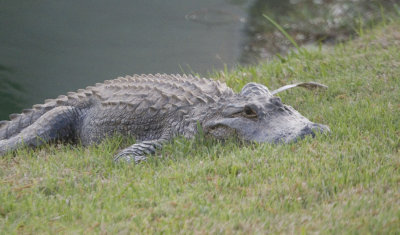 Our Alligator