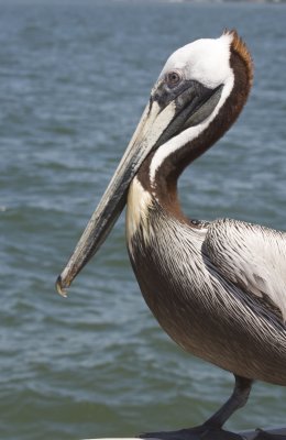 Pelican