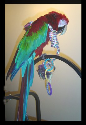 Mollys Tug