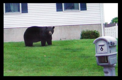 Bear-5-18-09-Floyd-Rd.jpg