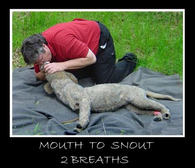 MOUTH TO SNOUT