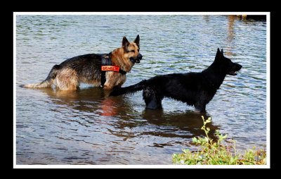 THROW THE STICK