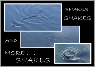 SNAKES