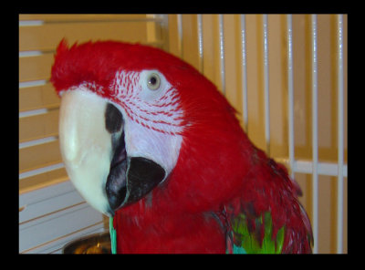 Molly 5-20-08