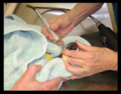 Blossom Beak Trim