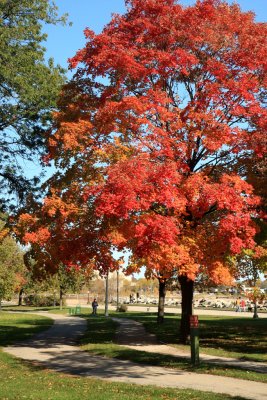 trail in Fall.jpg