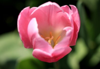 pink 2.jpg