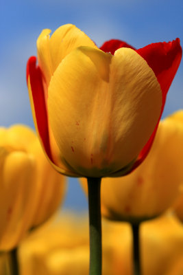 red & yellow.jpg