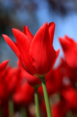red 3.jpg