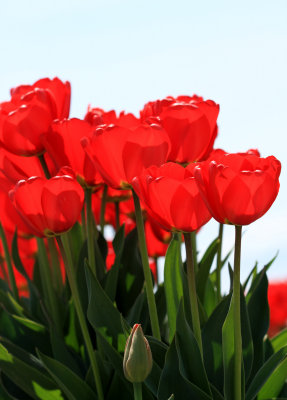 red 8.jpg