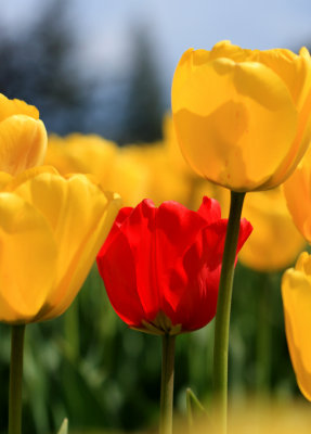 red in yellow.jpg