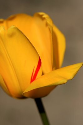 red on yellow 1.jpg
