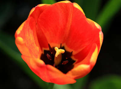 red yellow 1.jpg
