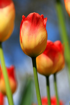 red yellow 3.jpg
