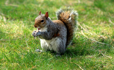 squirrel.jpg