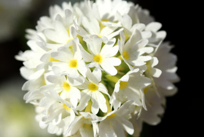 white flower.jpg
