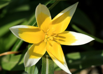 white yellow 1.jpg