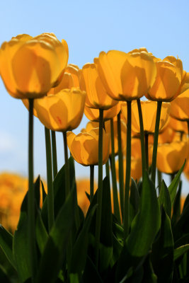yellow 2.jpg