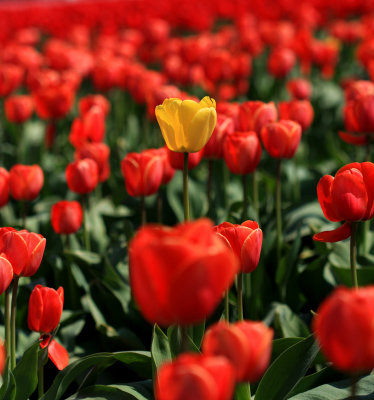 tulip 2009