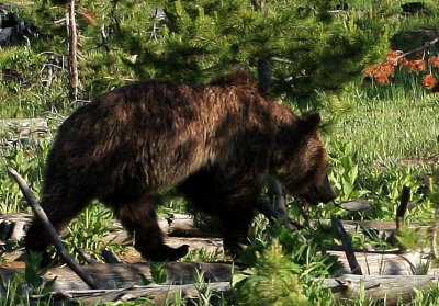 another grizzly.jpg