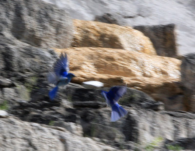 blue bird 1.jpg