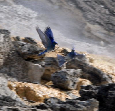 blue bird 2.jpg