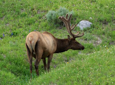 Elk 1.jpg