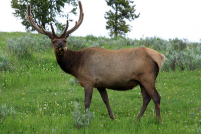 Elk 2.jpg