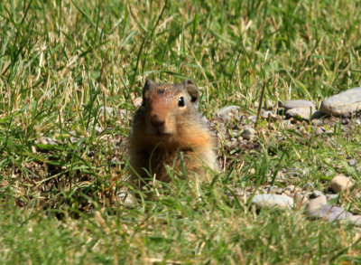 groundhog.jpg