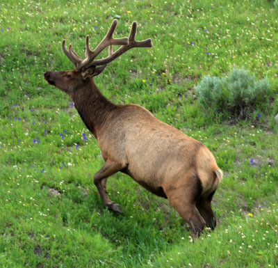 jumping elk.jpg