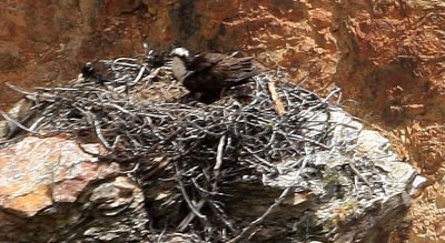 osprey.jpg