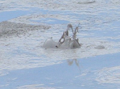 bursting mud.jpg