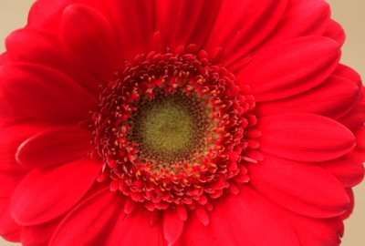 red 1.jpg