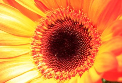 sunflower.jpg