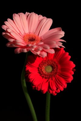 pink and red.jpg
