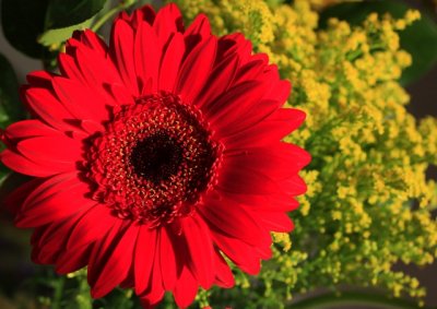 red in yellow.jpg